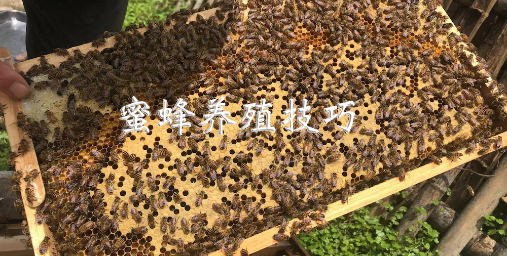 蜜蜂養殖